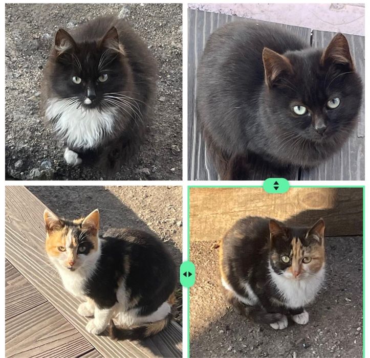 Отдам котят в хорошие руки