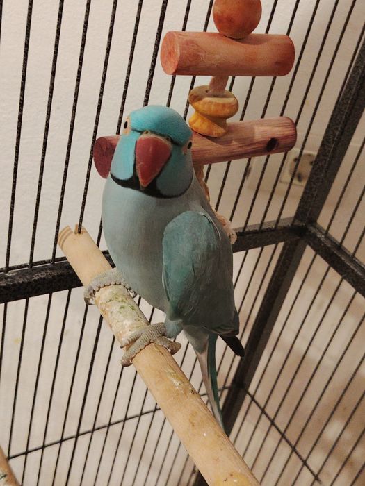 Vând papagal micul Alexandru albastru