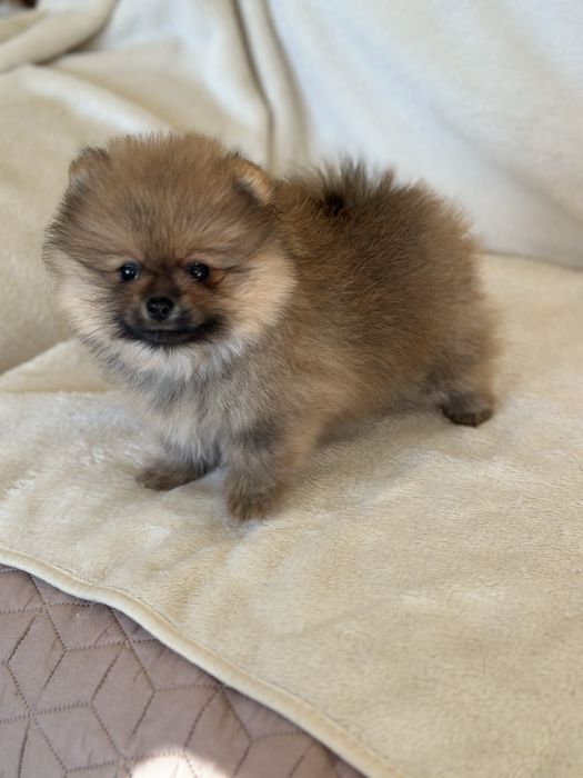 Чистокръвни Померанчета Момчета и Момиче