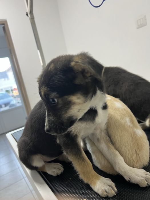 donez catei in jur de maxim 4 luni