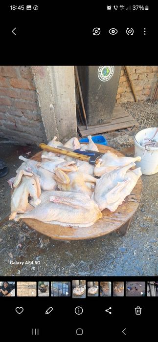 De vânzare gâscani Românești