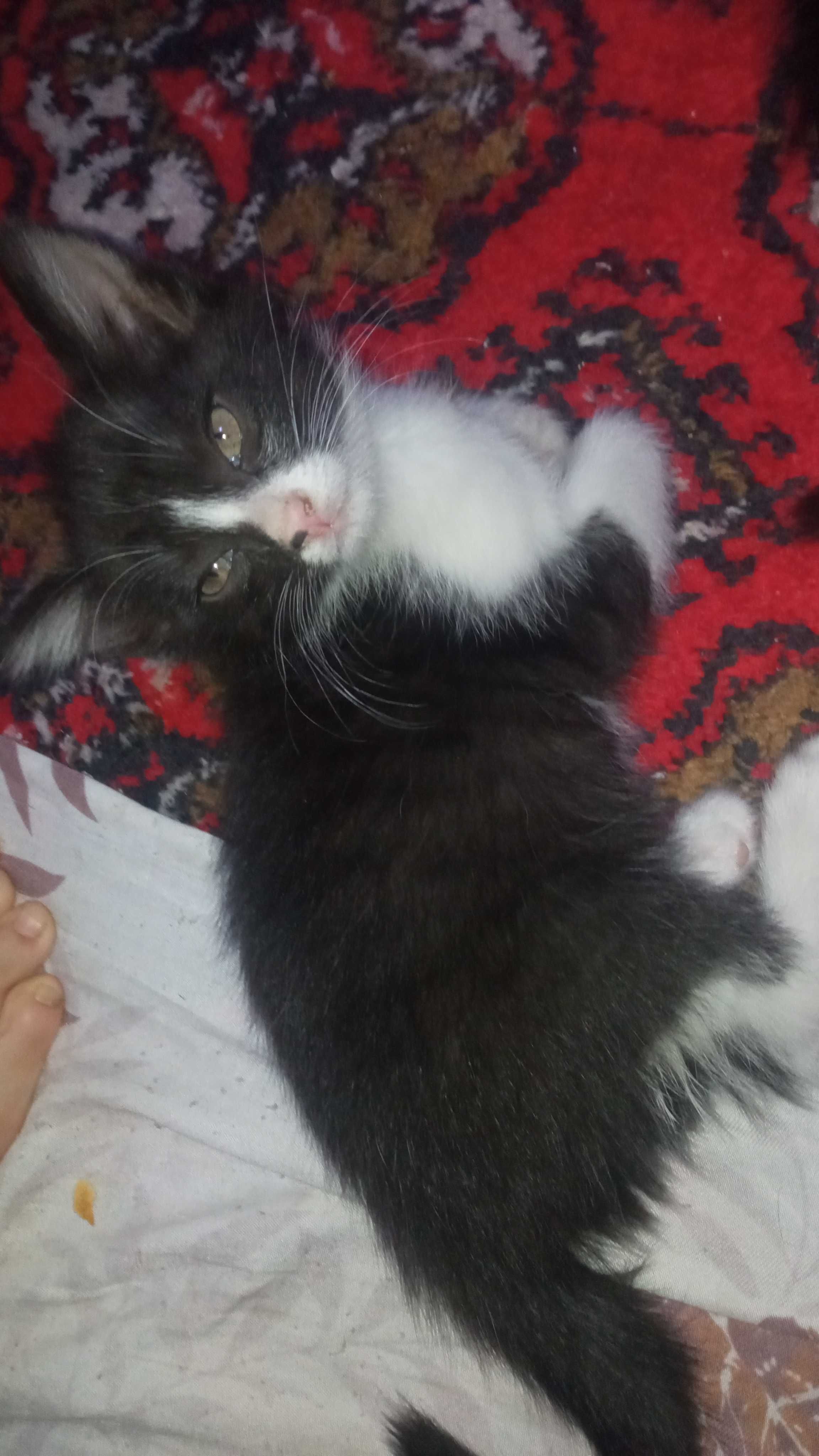 Котята 2 месяца мальчик и девочка