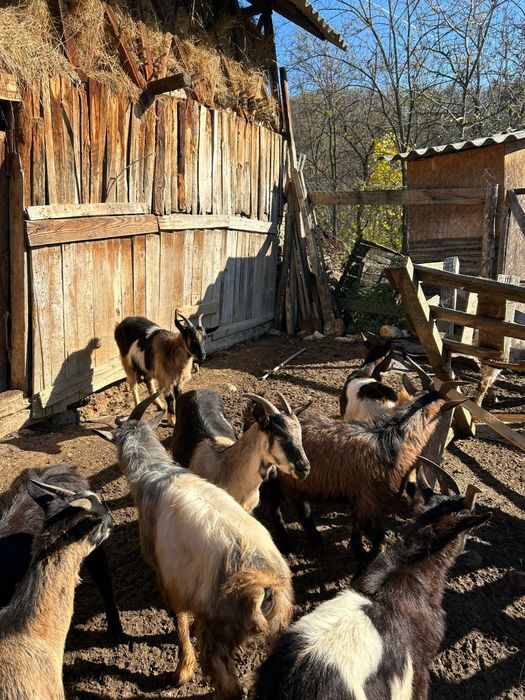 5 Capre și 5 Țapi de vânzare