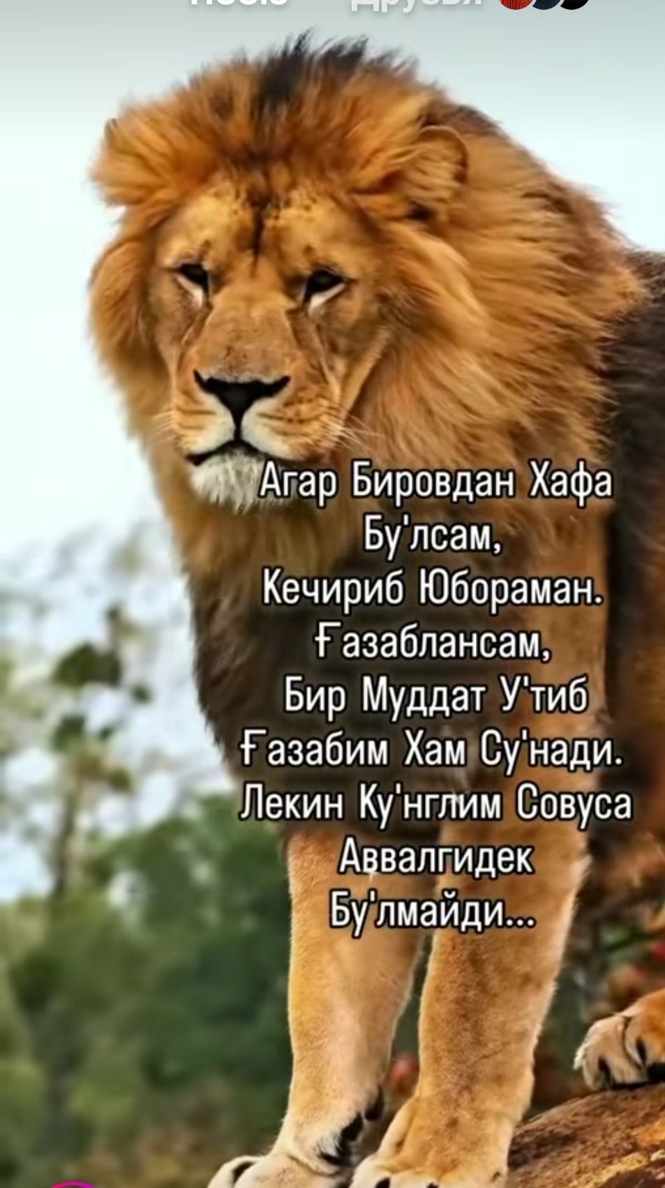 Икки хонали гиштлик квартира сотилади
