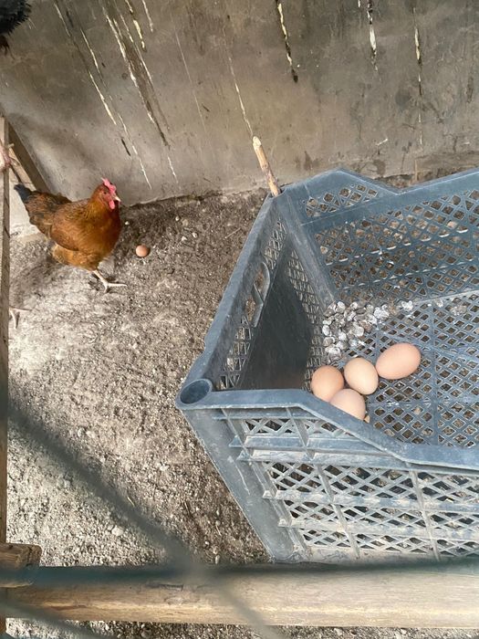 Продам Курей и петуха породы хан хян цена за все