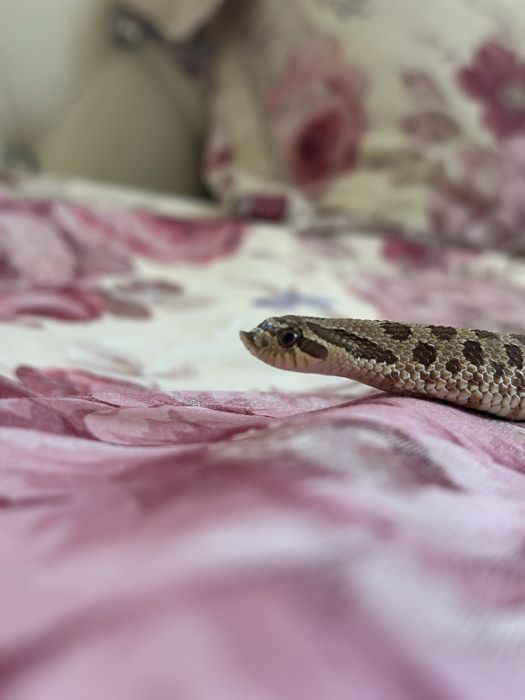 Hognose snake + tarariu + ascunzișuri  :)