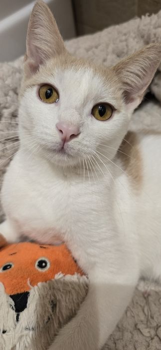 Motanelul Milani,vaccinat