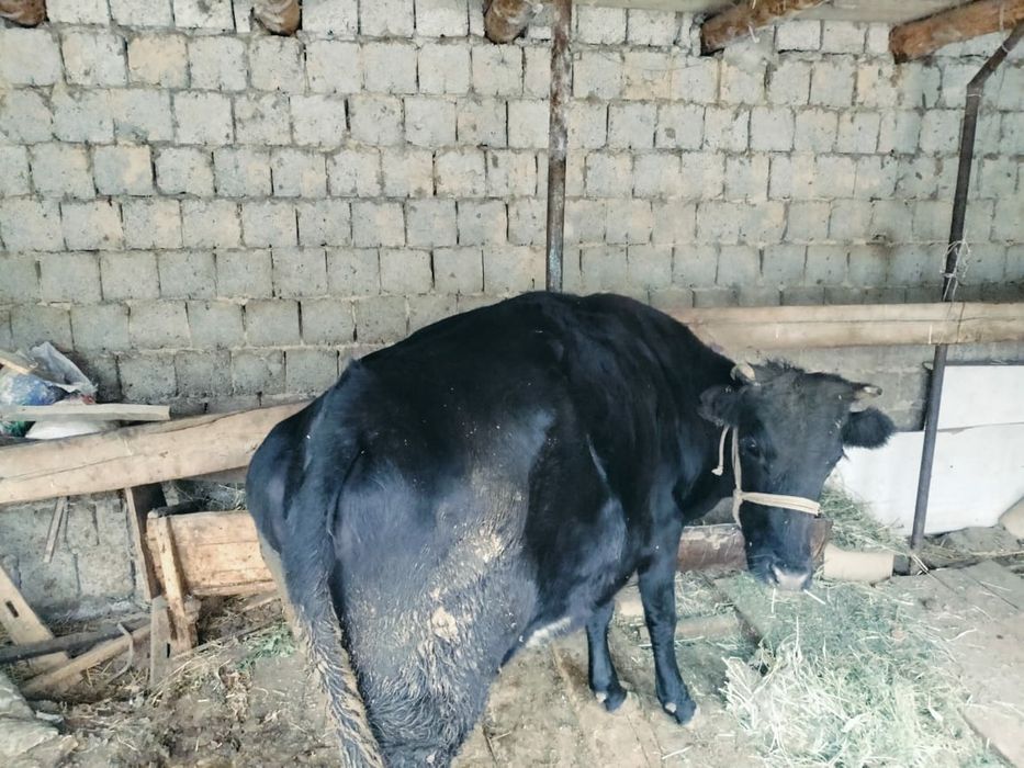 Бордақы сиыр сатылады