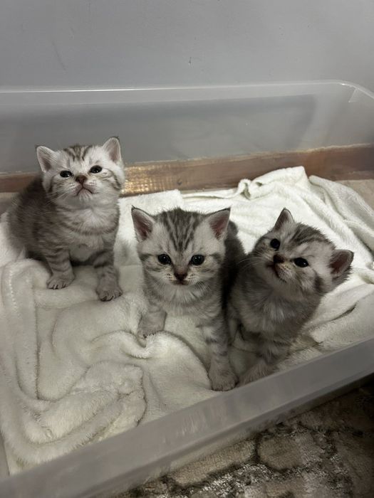 Британска късокосместа