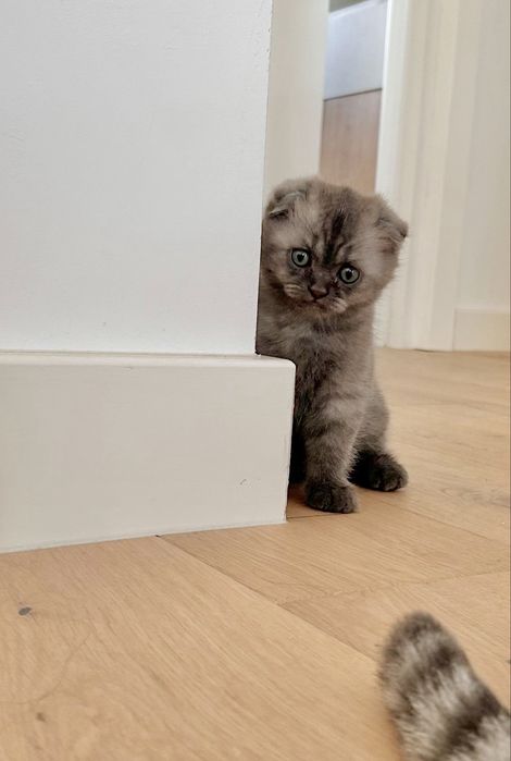 British Shorthair/ Scotish Fold disponibili