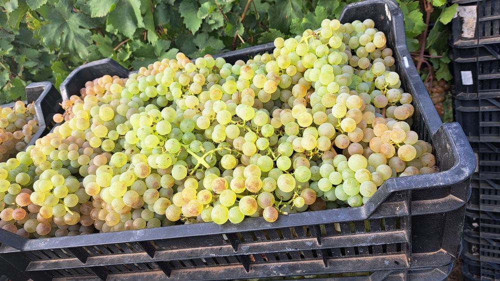 Struguri Ceasla de masă