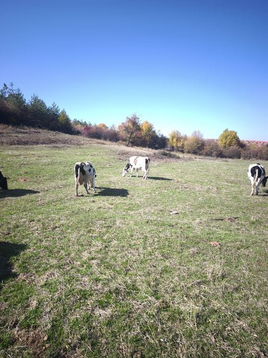 Продавам 3 броя крави.