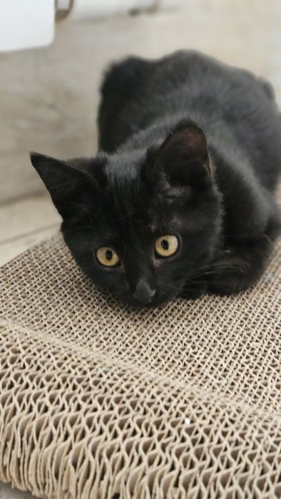 Ласковая малышка котенок Луна ищет свой дом Котята