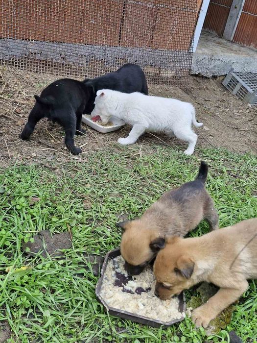 Подарявам! Малки кученца