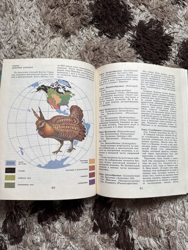 Птицы разных материков книга