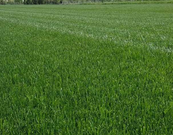 Gazon Rulou Sport / Premium