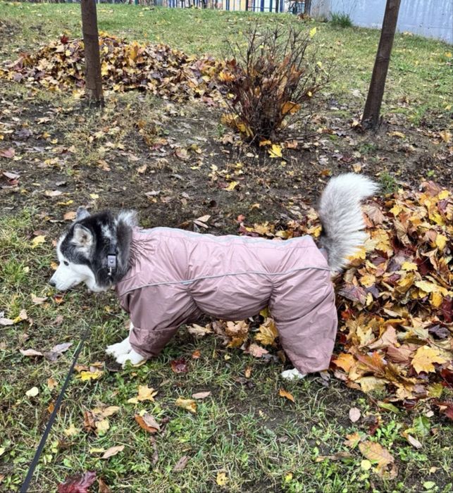 Костюм для собак