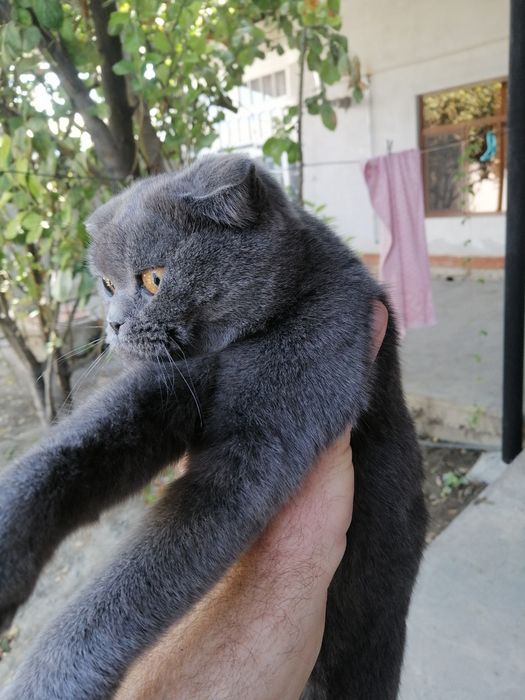 Шатланский кошка