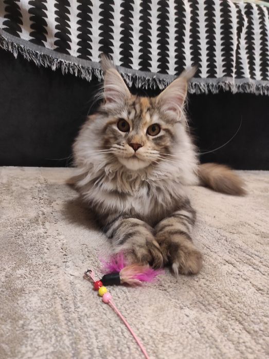 Полидакт мейн кун 6*6*6*6 по цене классики