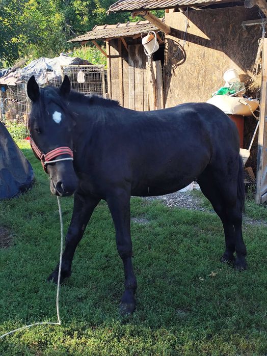 Armăsar de 1 an și două luni de vânzare