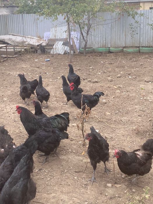 Продаются петушки