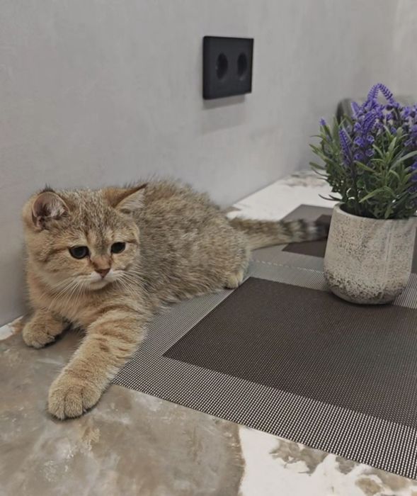 Золотой котенок табби