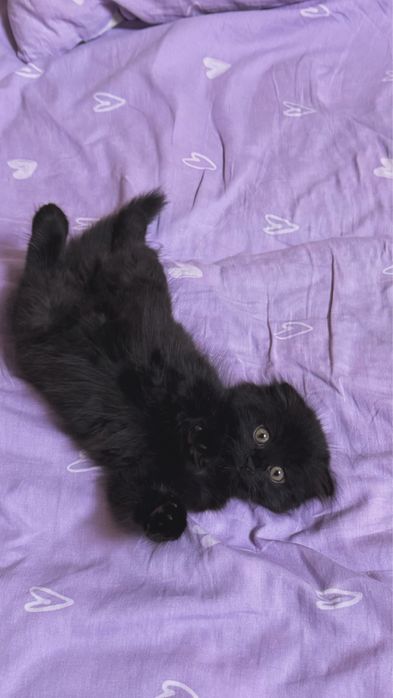 Котенок вислоухий хайленд + полный набор аксессуаров