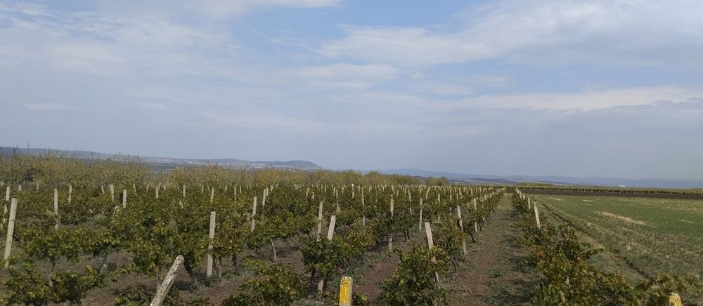 Продавам лозе сорт Каберне гр.Поморие