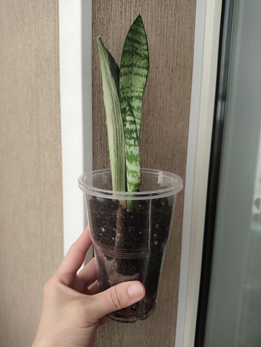 Отросток сансевьерии