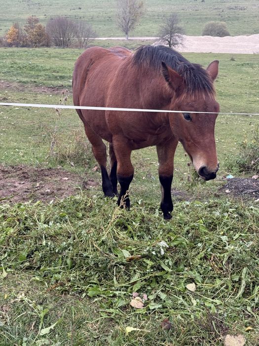 Vând mânz de 5 luni