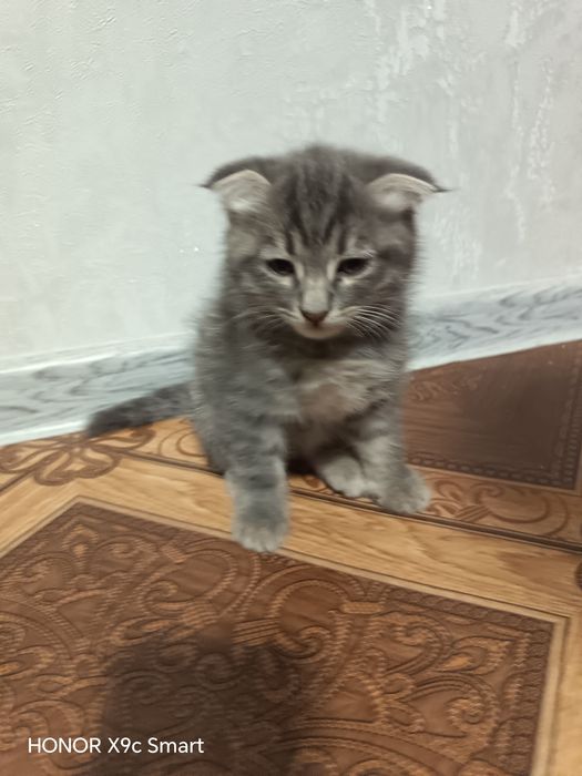 Зотли мушукчалар скотиш фолд