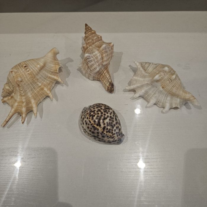 Продам морские ракушки