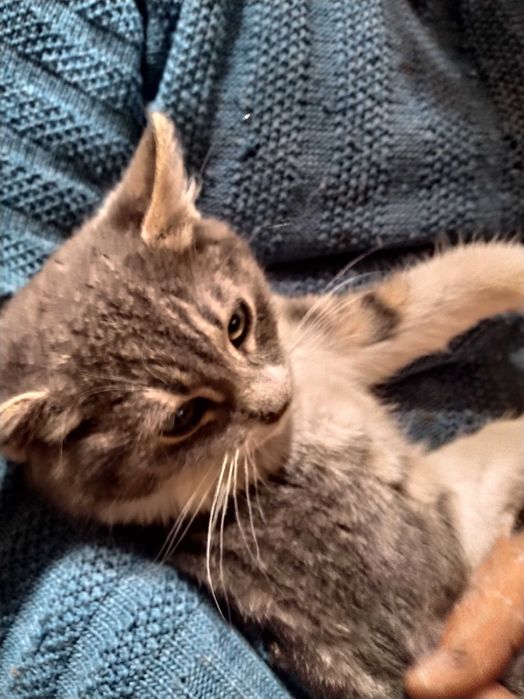 Две котешки момичета търсят своя добър и грижовен осиновител