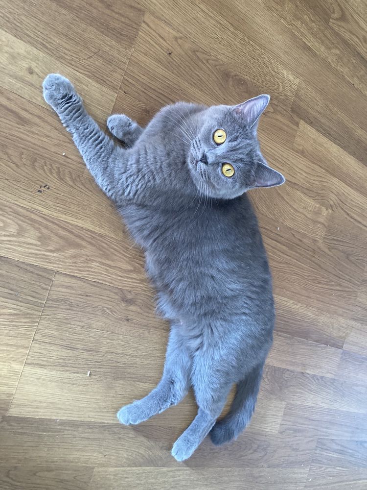 Котета британска късокосместа