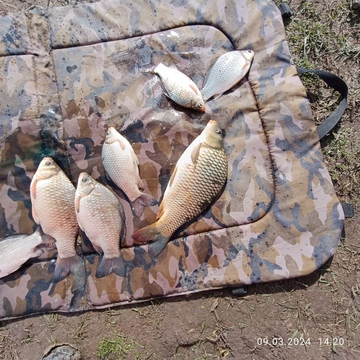 Caras viu  pentru rapitor 2.5 lei bucata