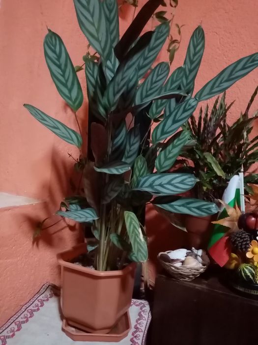 Продавам Маранта голяма