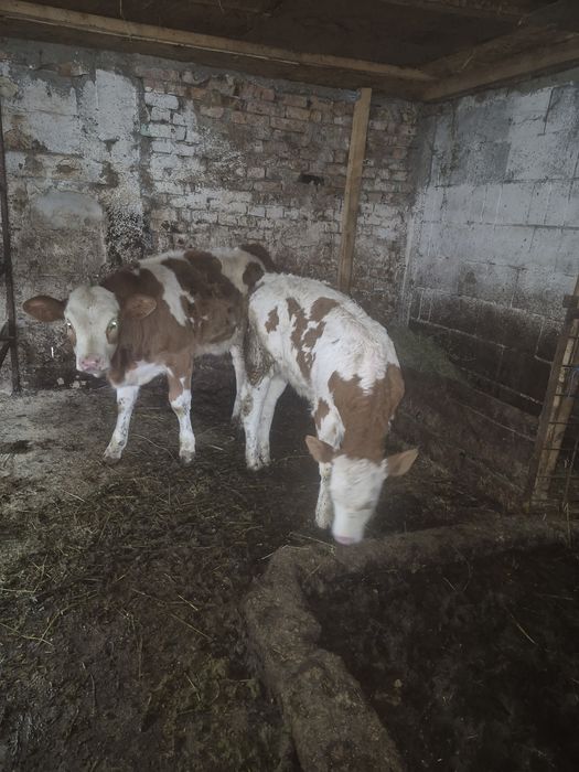 Vând vițele bălțate românești