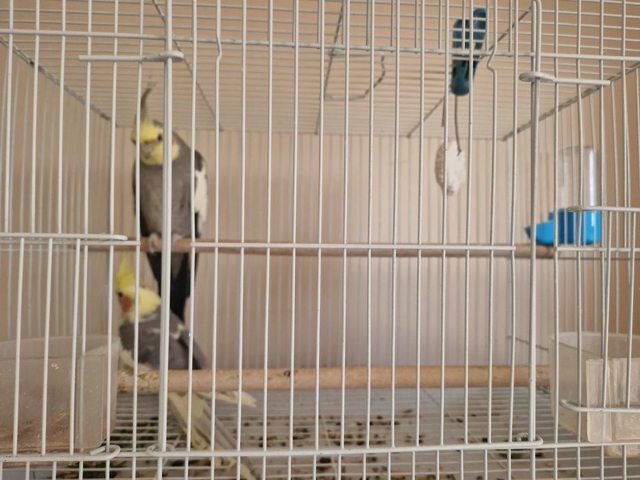 Попугай карелло парочка с клеткой