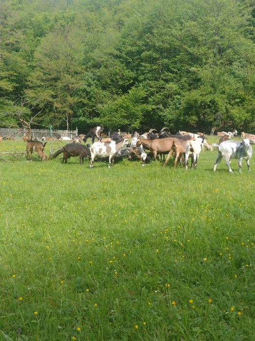 Vand 15 capre gestante cu tap anglonubian