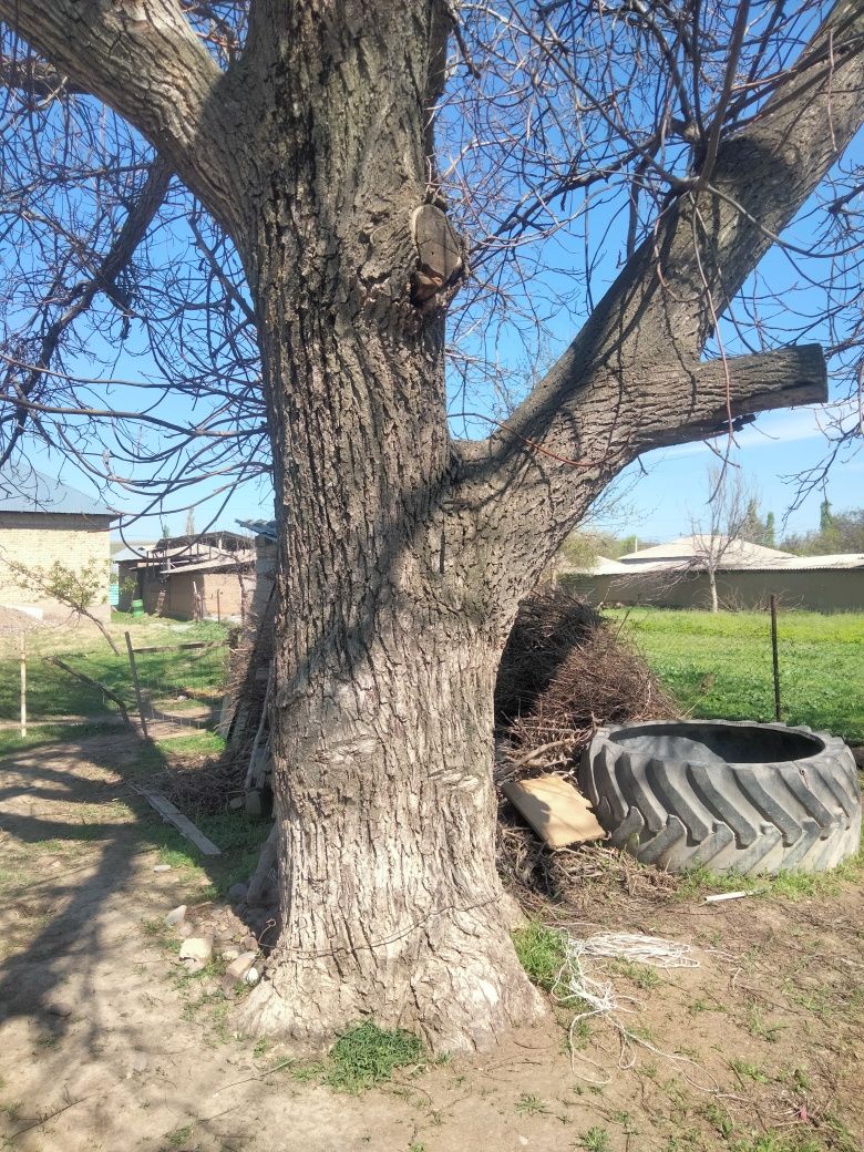 Жаңғақ талы сатылады келісім бойынша