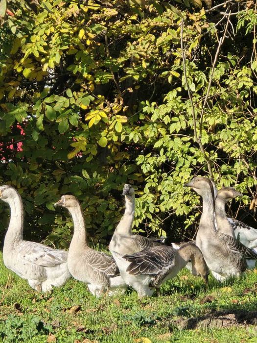 Лебедови гъски- семейство