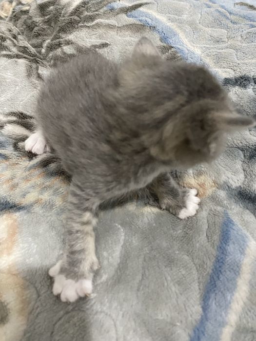 Отдам в добрые руки!