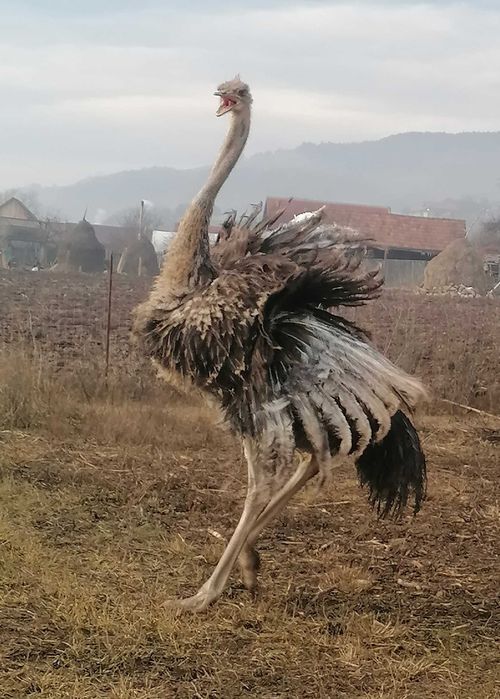 Vând Struț de 1 an și 4 luni.