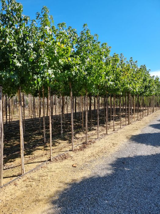 Platani - Mestecan - Tei -Artar -Stejar