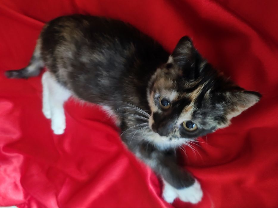 Котенок 3месяца девочка
