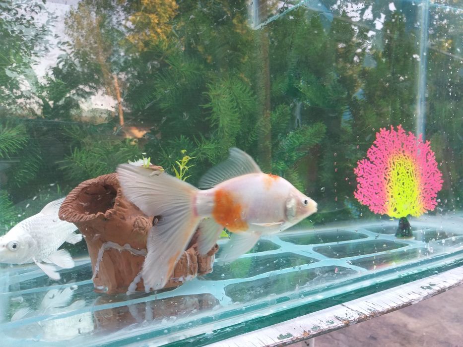 Baliqchalar va Akvarium umumiy sotiladi 20 ga  yaqin aloxidaham