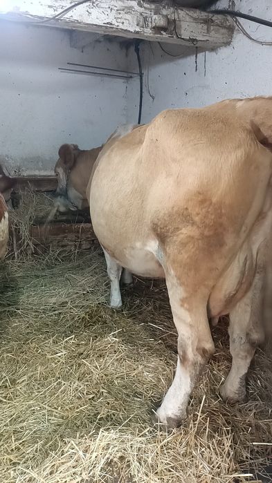 Vindem 3 vaci bălțate