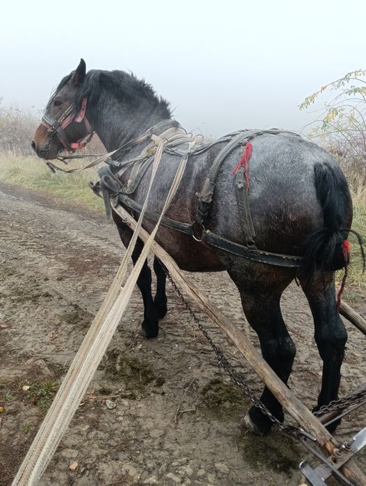 Armăsar de 6 ani judet Cluj