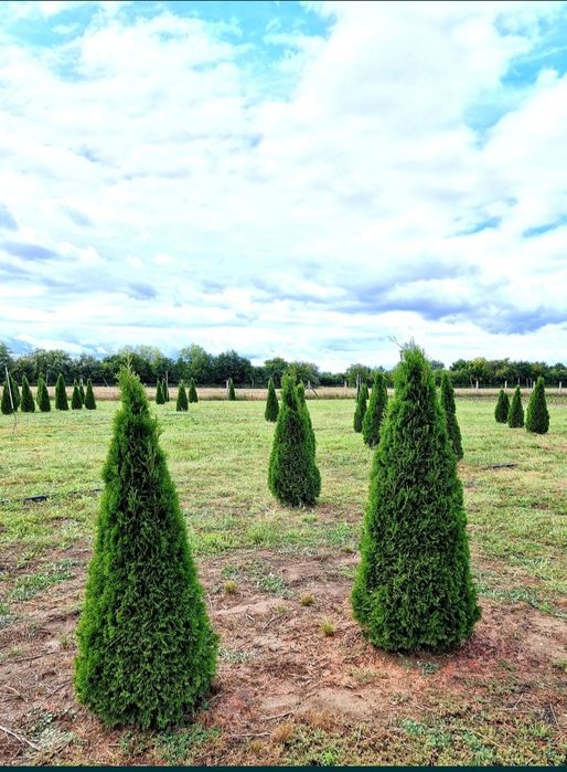 Tuia smaragd transportul este gratuit