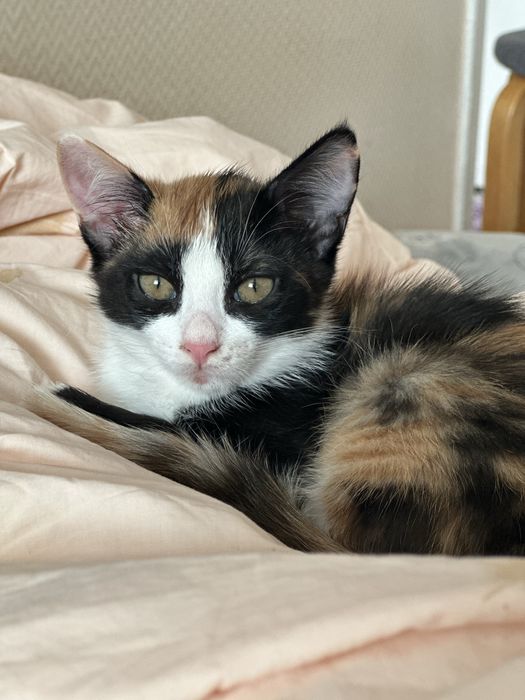 Котенок в добрые руки